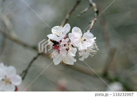 アンズの花 118232007