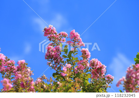 ピンク色のサルスベリ 花と果実 ピンク色のサルスベリ 花と果実 118232045