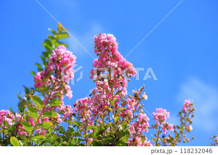 ピンク色のサルスベリ 花と果実 ピンク色のサルスベリ 花と果実 118232046