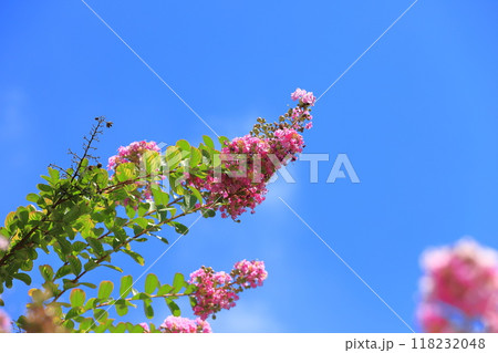 ピンク色のサルスベリ 花と果実 ピンク色のサルスベリ 花と果実 118232048