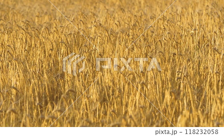 Golden dry wheat field waving on wind agriculture ripe farm harvest rural growth closeup. Yellow cereal seed stem barley cultivated bright crop countryside landscape mature grain autumn organic plant 118232058