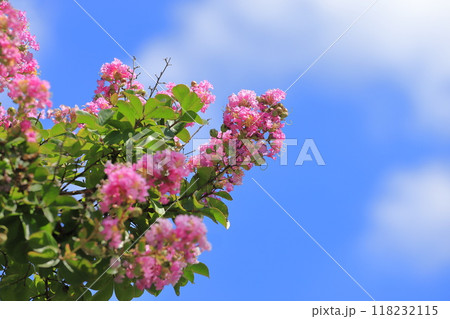 ピンク色のサルスベリ 花と果実 ピンク色のサルスベリ 花と果実 118232115