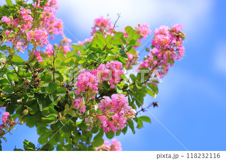 ピンク色のサルスベリ 花と果実 ピンク色のサルスベリ 花と果実 118232116