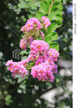 ピンク色のサルスベリ　花と果実　　　　 118232119