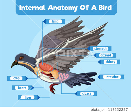Internal Anatomy of a Bird Internal Anatomy of a Bird 118232227