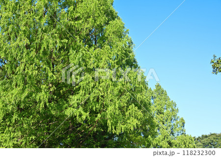 メタセコイア並木 緑の風景 真夏の季節 メタセコイア並木 緑の風景 真夏の季節 118232300