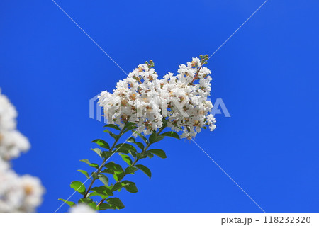 真っ白いサルスベリ 花と果実 真っ白いサルスベリ 花と果実 118232320