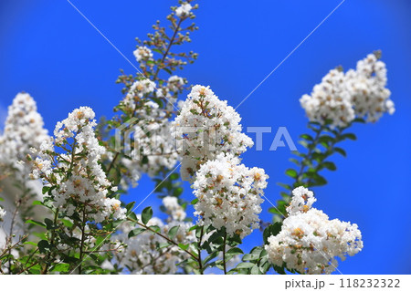真っ白いサルスベリ　花と果実　　　　 118232322