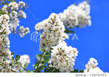 真っ白いサルスベリ　花と果実　　　　 118232323