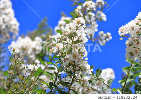真っ白いサルスベリ 花と果実 真っ白いサルスベリ 花と果実 118232324