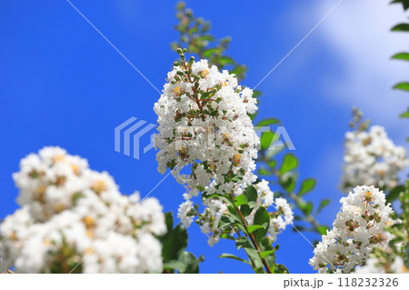 真っ白いサルスベリ 花と果実 真っ白いサルスベリ 花と果実 118232326