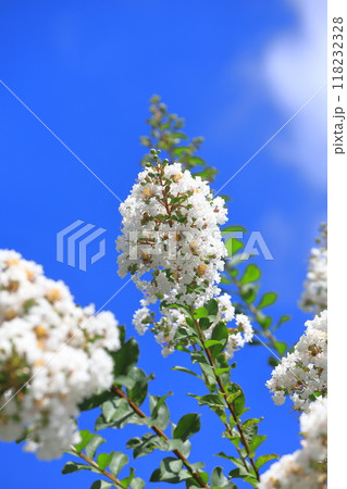 真っ白いサルスベリ 花と果実 真っ白いサルスベリ 花と果実 118232328