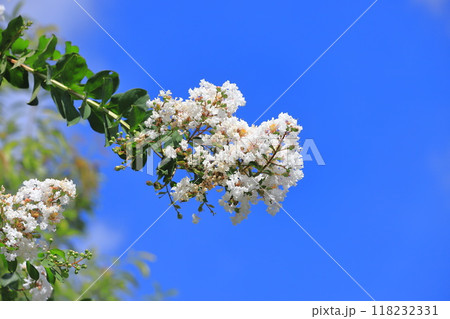 真っ白いサルスベリ 花と果実 真っ白いサルスベリ 花と果実 118232331