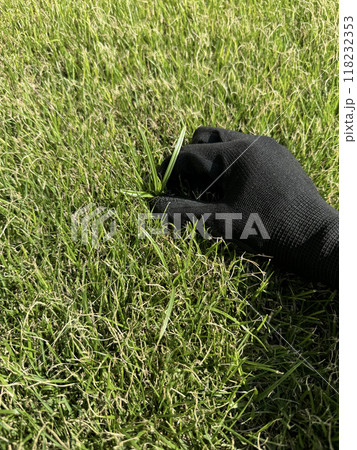 芝生にはえた雑草の駆除 118232353