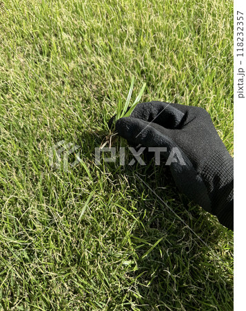 芝生にはえた雑草の駆除 芝生にはえた雑草の駆除 118232357