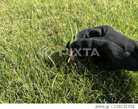 芝生にはえた雑草の駆除 118232358