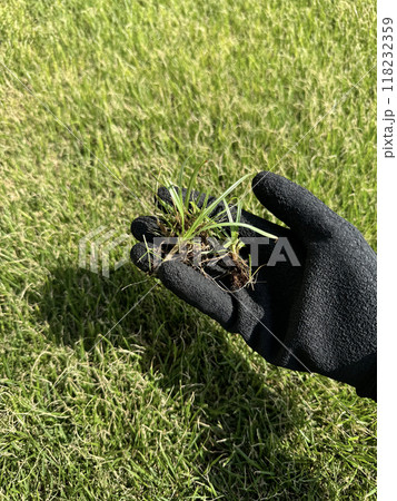 芝生にはえた雑草の駆除 118232359