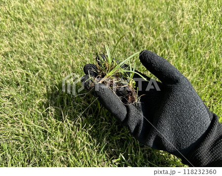 芝生にはえた雑草の駆除 118232360