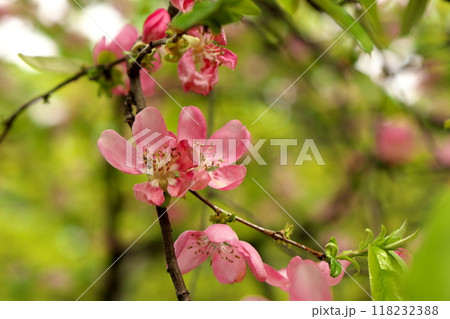 カリンの花 カリンの花 118232388