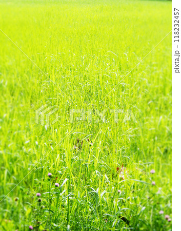 さわやかな広い草原 118232457