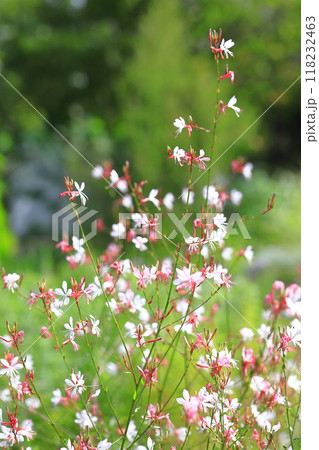 風にゆれる白蝶草 (ガウラ) 風にゆれる白蝶草 (ガウラ) 118232463