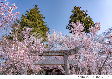 長野県伊那市　天下第一の桜と言われる高遠城址公園満開の桜と新城藤原神社の石鳥居 118232503