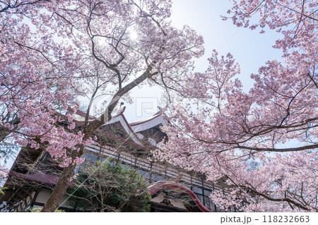 長野県伊那市　天下第一の桜と言われる高遠城址公園満開の桜と高遠閣 118232663