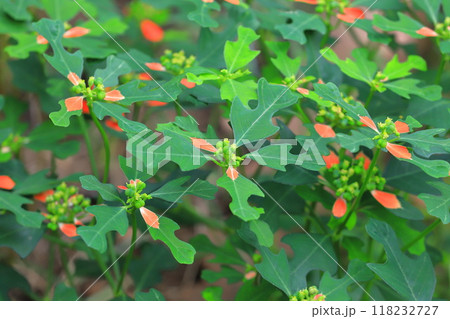 猩々草（ショウジョウソウ） or  サマーポインセチア 118232727