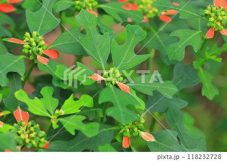 猩々草（ショウジョウソウ） or  サマーポインセチア 118232728