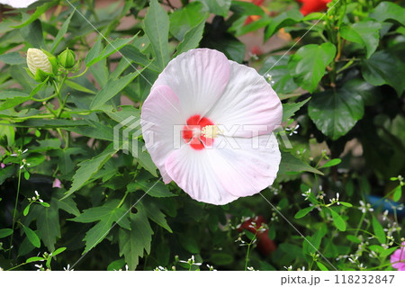 タイタンビカス・キッズティンカーベル タイタンビカス・キッズティンカーベル 118232847