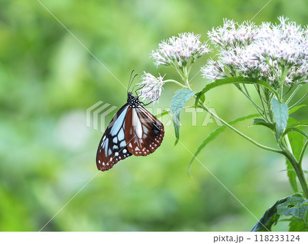 ヒヨドリバナで吸蜜するアサギマダラ ヒヨドリバナで吸蜜するアサギマダラ 118233124