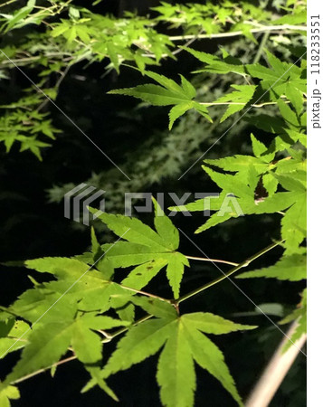 ライトアップされた夜のもみじ 118233551