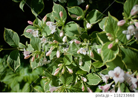 咲き始める斑入り大紅ウツギ。花言葉は「豊かで美しい」そして「移り気」。 咲き始める斑入り大紅ウツギ。花言葉は「豊かで美しい」そして「移り気」。 118233668
