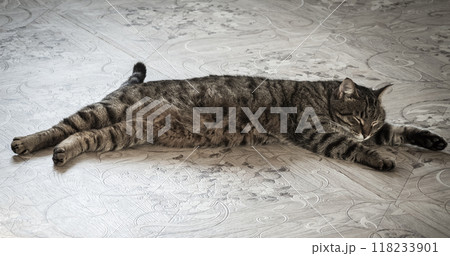 Cat sleeping on the floor Cat sleeping on the floor 118233901