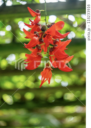 ムナクの赤い花 ムナクの赤い花 118233916