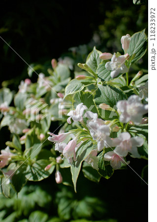 斑入り大紅ウツギの花咲く。花言葉は「豊かで美しい」そして「移り気」。 118233972