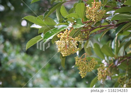 サンゴジュの実・2024年㋆ サンゴジュの実・2024年㋆ 118234283