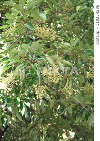 サンゴジュの実・2024年㋆　 118234286