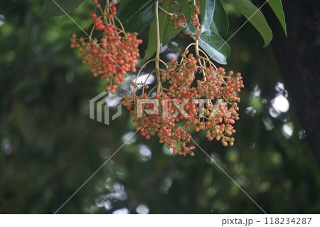 サンゴジュの実・2024年㋆　 118234287