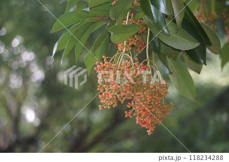 サンゴジュの実・2024年㋆ サンゴジュの実・2024年㋆ 118234288