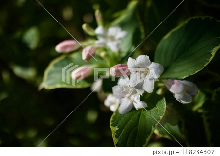 斑入り大紅ウツギの花咲く。花言葉は「豊かで美しい」そして「移り気」。 斑入り大紅ウツギの花咲く。花言葉は「豊かで美しい」そして「移り気」。 118234307