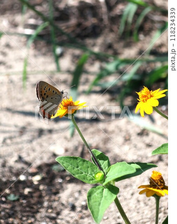 花と可愛いベニシジミ 118234339