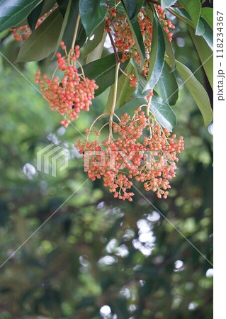 色づいてきたサンゴジュの実・2024年㋇　 118234367