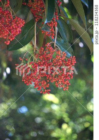色づいてきたサンゴジュの実・2024年㋇　 118234368
