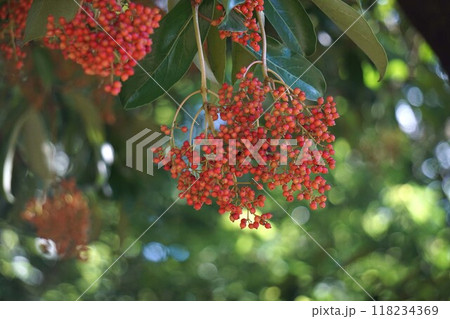 色づいてきたサンゴジュの実・2024年㋇　 118234369