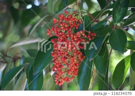 色づいてきたサンゴジュの実・2024年㋇ 色づいてきたサンゴジュの実・2024年㋇ 118234370