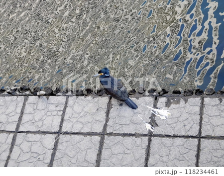 カワウ　帷子川 118234461