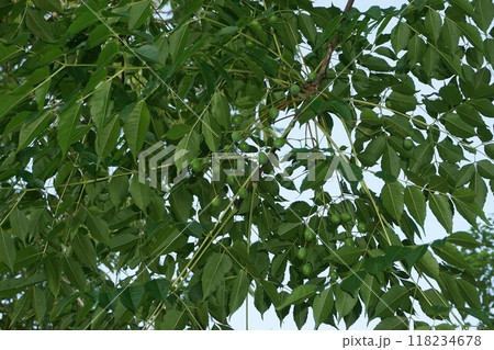 センダンの若い実 118234678