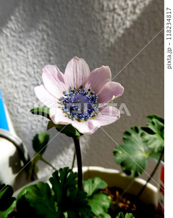 原種アネモネ　白 118234817