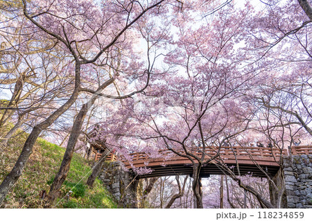 長野県伊那市　天下第一の桜と言われる高遠城址公園満開の桜と桜雲橋と問屋門 118234859